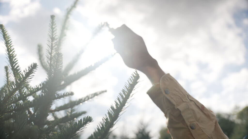 A worker trims the top of a Fraser fir on a Christmas tree farm in Ashe County, North Carolina.